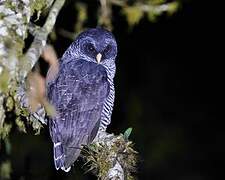 Black-banded Owl