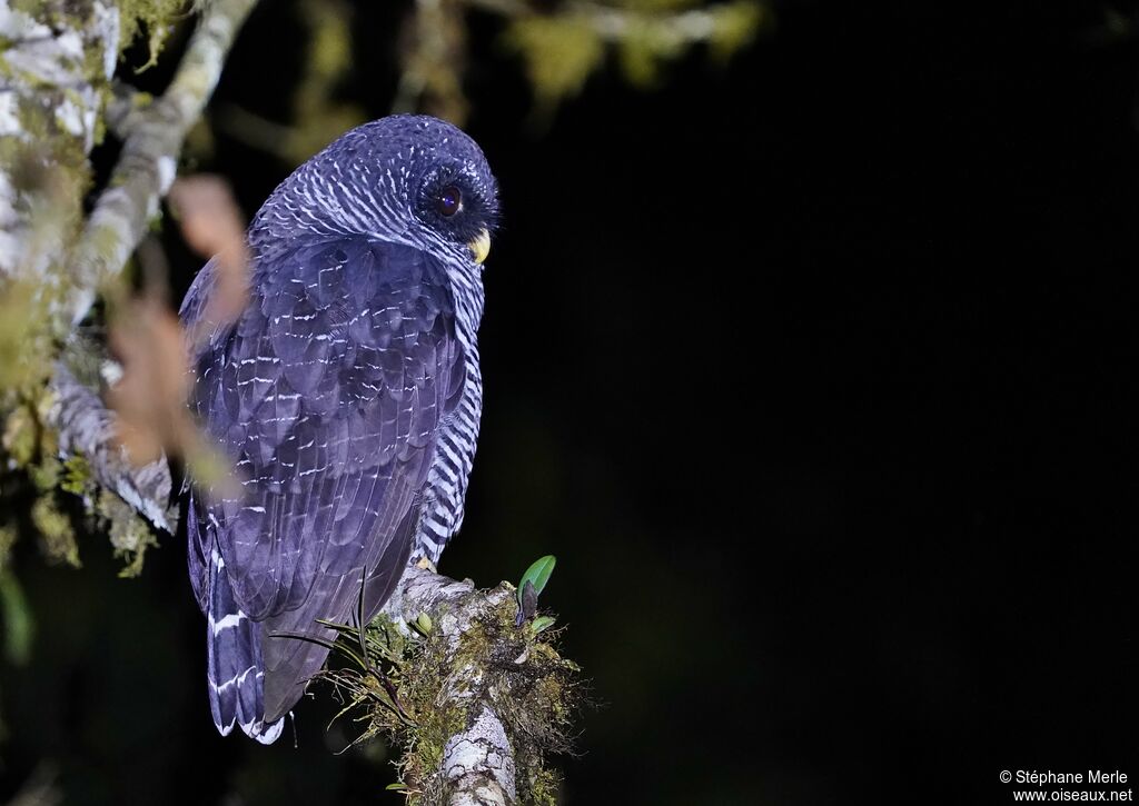 Black-banded Owladult