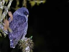 Black-banded Owl