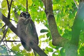 Brown Wood Owl