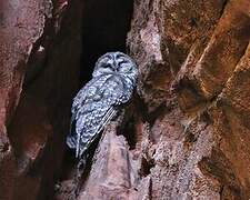 Spotted Owl