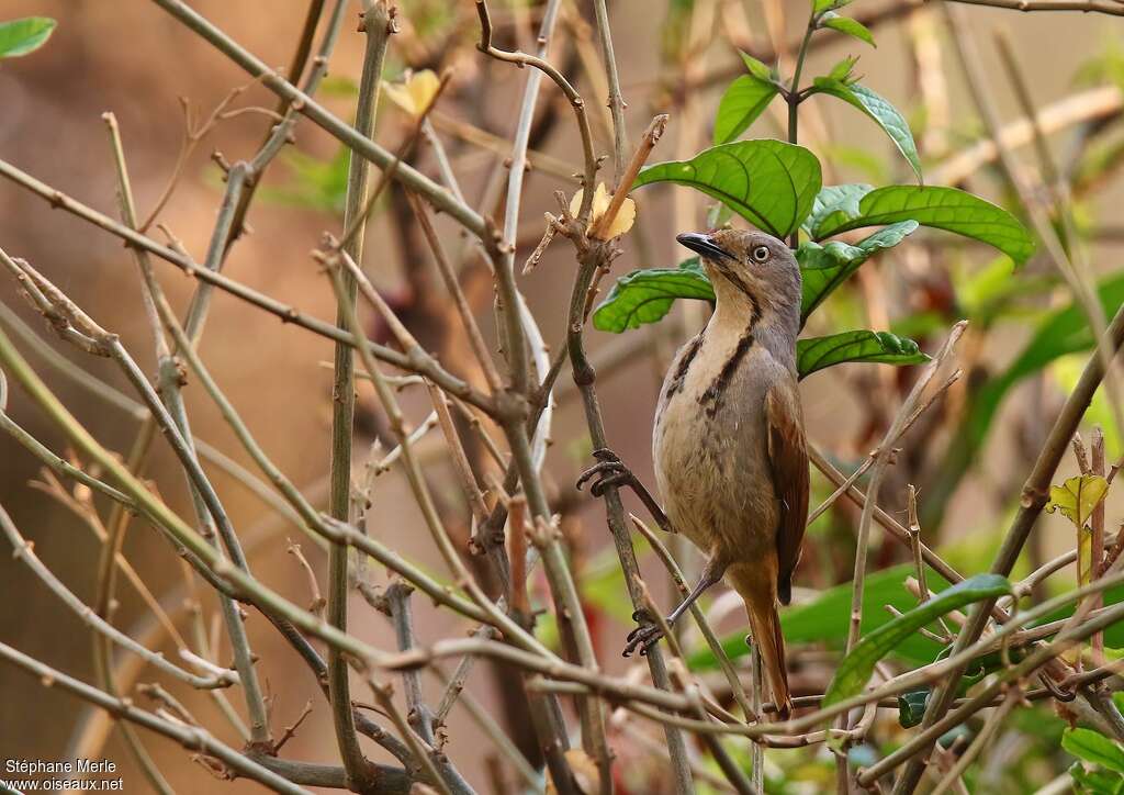 Collared Palm Thrushadult