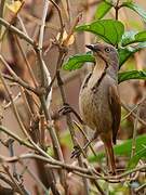 Collared Palm Thrush