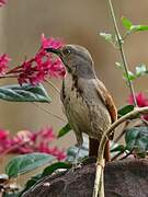 Collared Palm Thrush