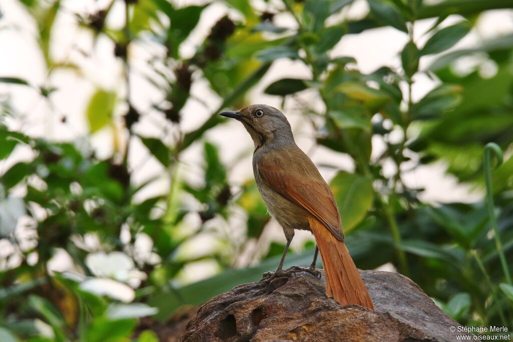 Collared Palm Thrushadult