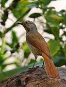 Collared Palm Thrush