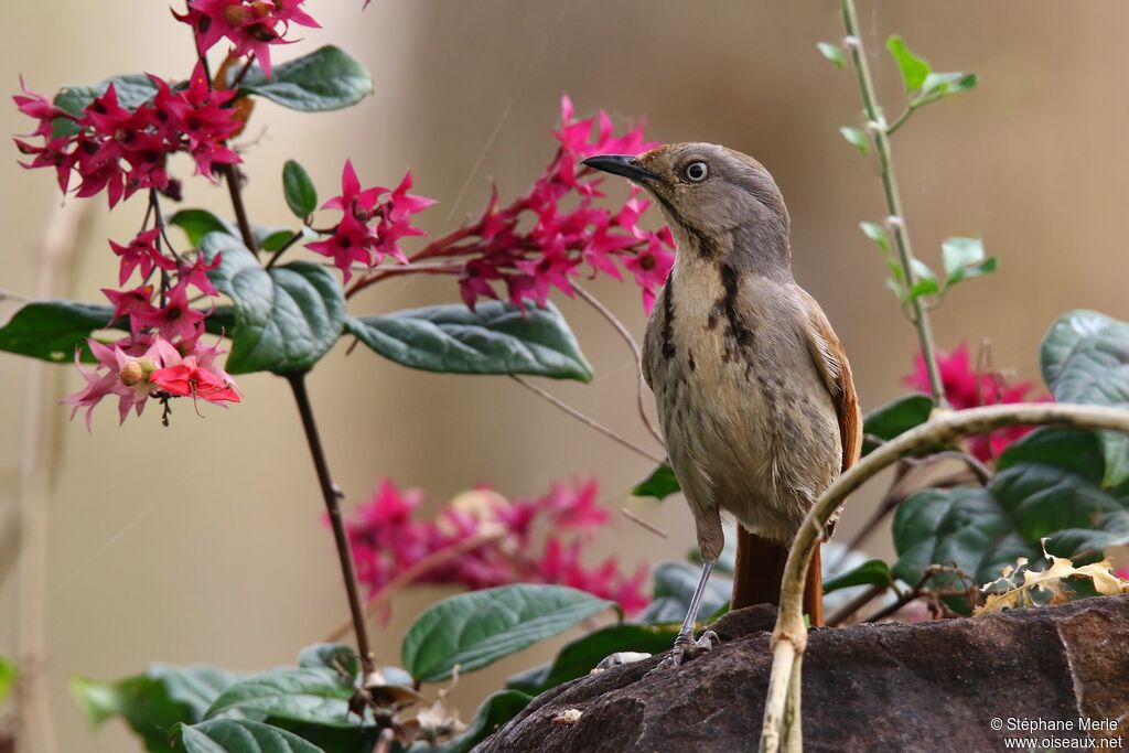 Collared Palm Thrushadult