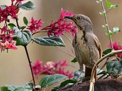 Collared Palm Thrush