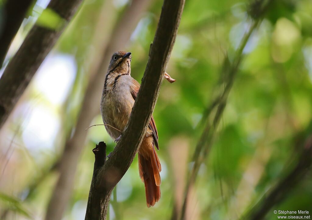 Collared Palm Thrushadult