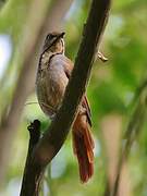 Collared Palm Thrush