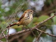 Spotted Palm Thrush