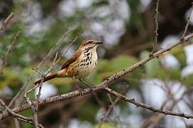 Spotted Palm Thrush