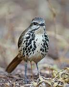 Spotted Palm Thrush