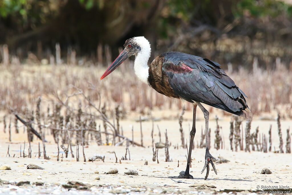 Cigogne à pattes noiresadulte, identification