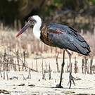 Cigogne à pattes noires