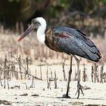 Cigogne à pattes noires