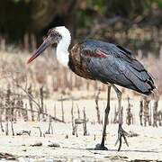 African Woolly-necked Stork