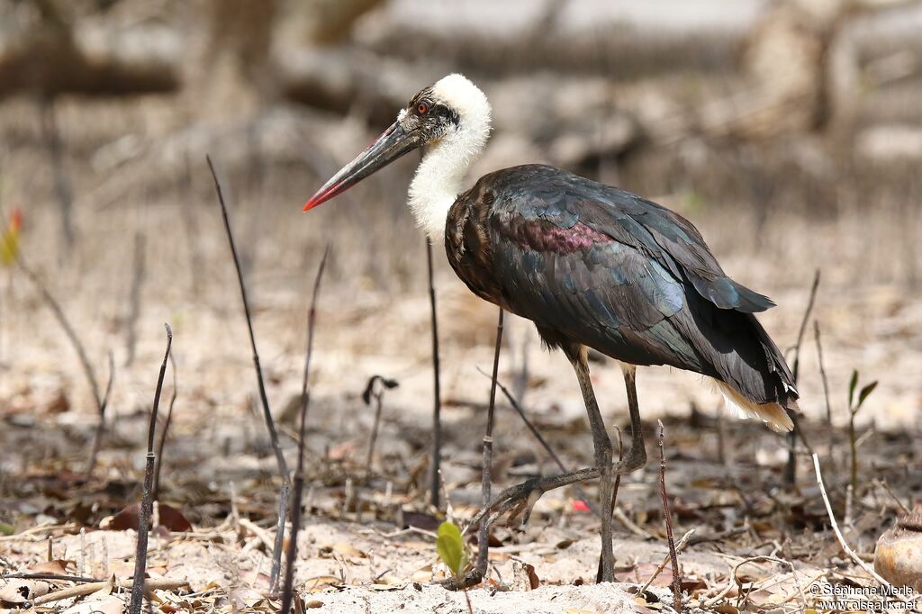 Cigogne à pattes noiresadulte