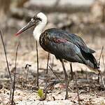 Cigogne à pattes noires