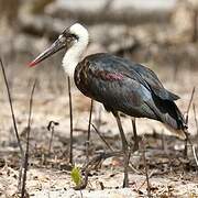 African Woolly-necked Stork