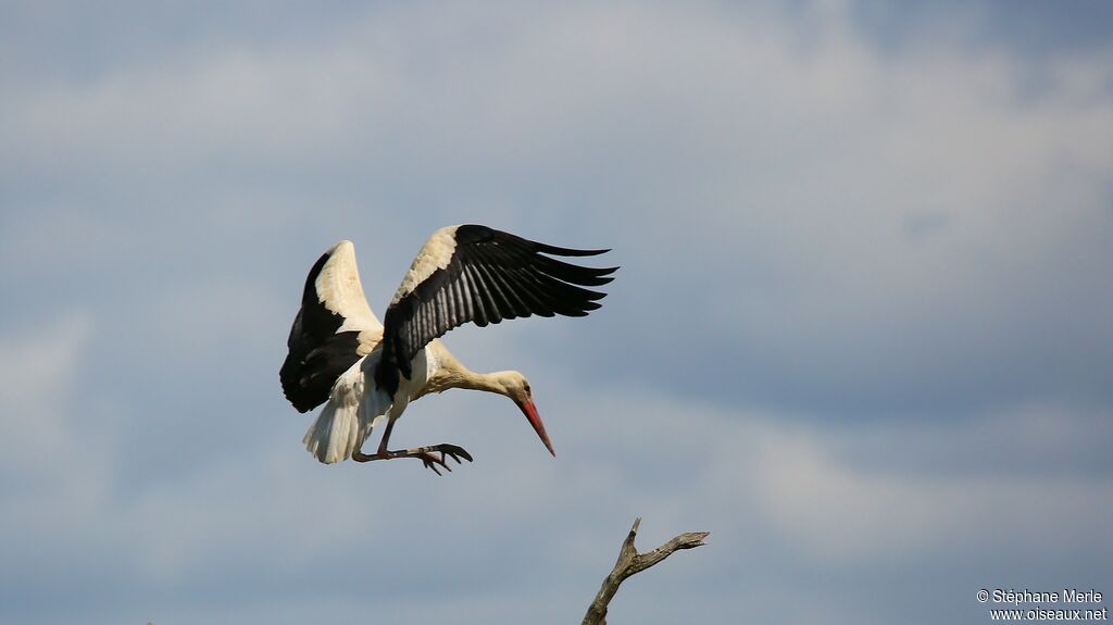 Cigogne blancheadulte