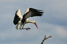 White Stork