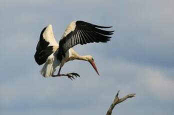 Cigogne blanche