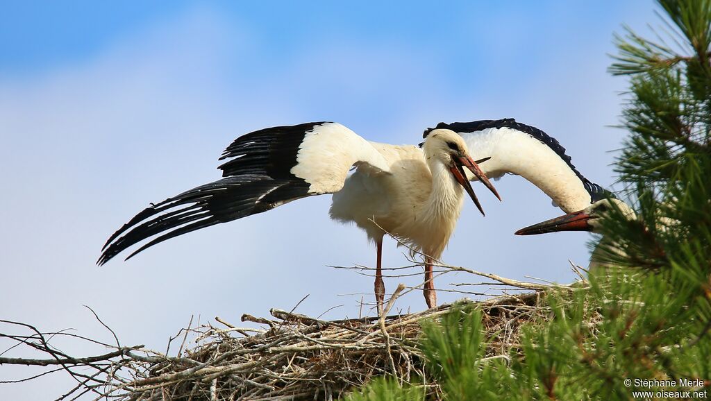 Cigogne blanche