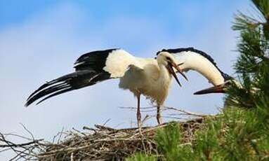 Cigogne blanche