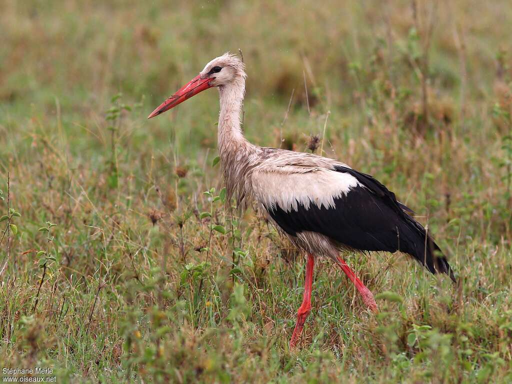 Cigogne blancheadulte, pigmentation, Comportement