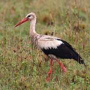 Cigogne blanche