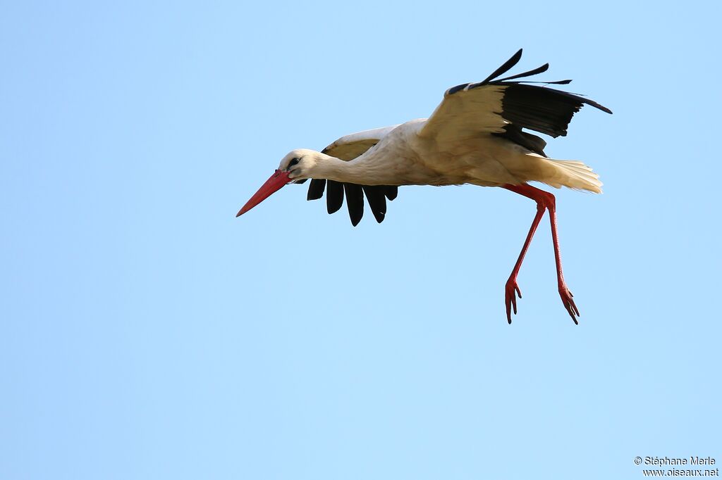 White Stork