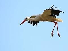 White Stork