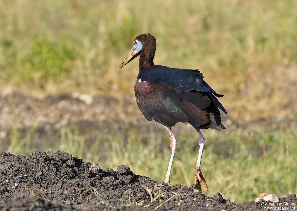 Cigogne d'Abdimadulte