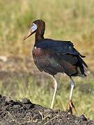 Abdim's Stork