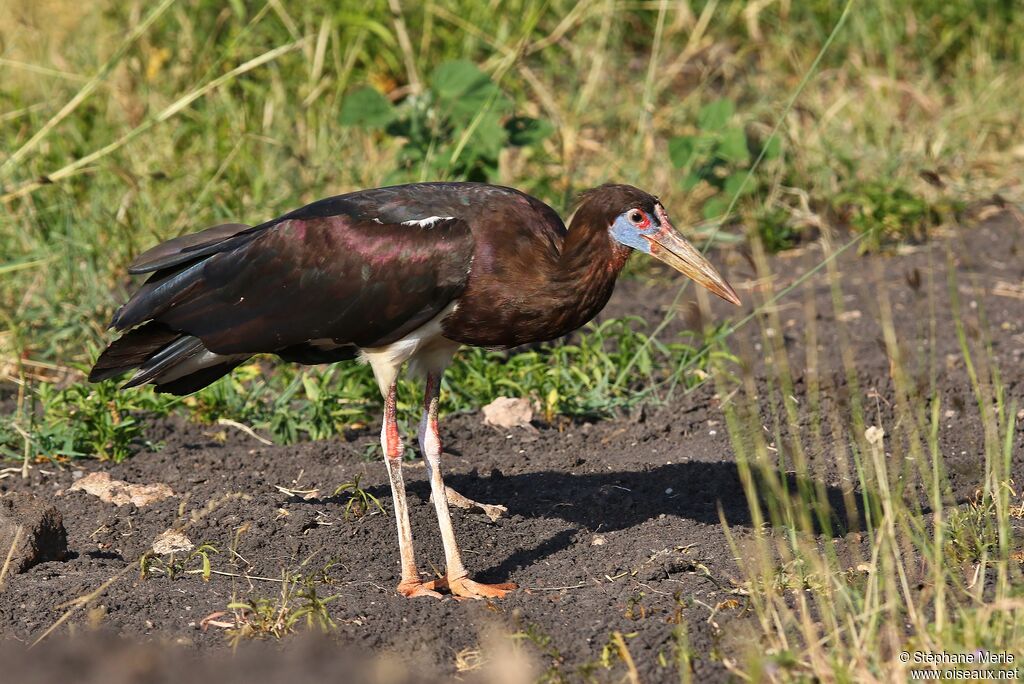 Cigogne d'Abdimadulte