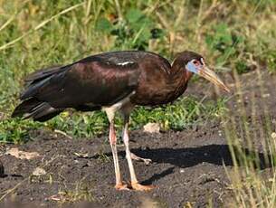 Cigogne d'Abdim