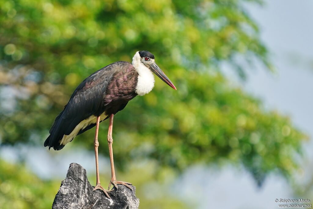 Cigogne épiscopaleadulte