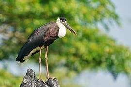 Woolly-necked Stork