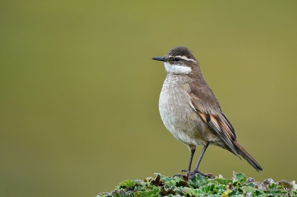 Chestnut-winged Cinclodesadult