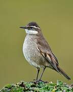 Chestnut-winged Cinclodes