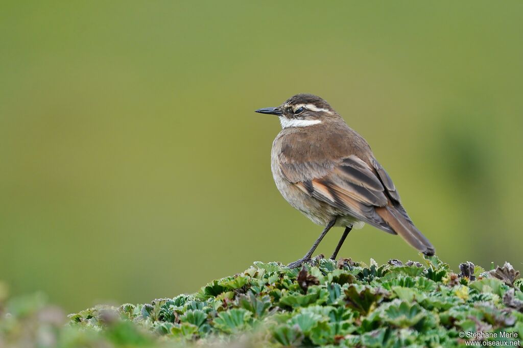 Chestnut-winged Cinclodes