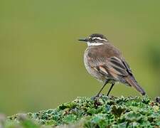 Chestnut-winged Cinclodes