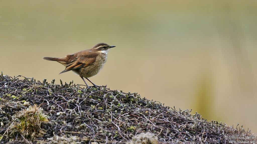 Cinclode à ailes marron