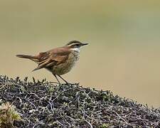 Chestnut-winged Cinclodes