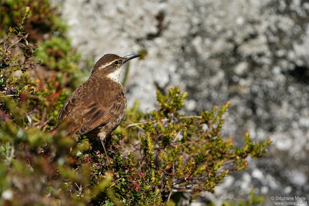 Stout-billed Cinclodesadult