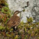 Cinclode du paramo