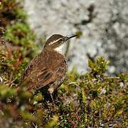 Stout-billed Cinclodes