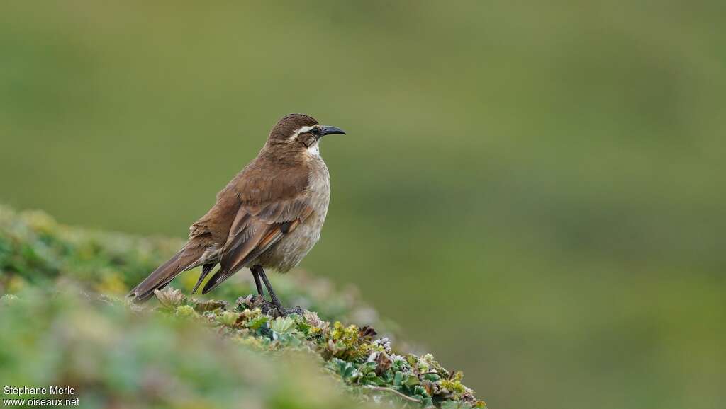 Stout-billed Cinclodesadult, habitat, pigmentation