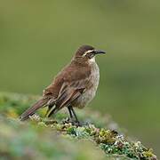 Stout-billed Cinclodes